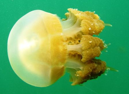 medusa amarilla