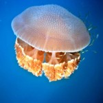 medusa bella