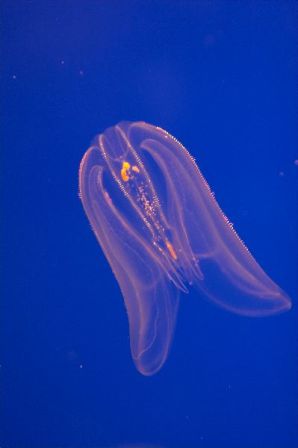 medusa extrana