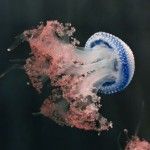medusa moteada