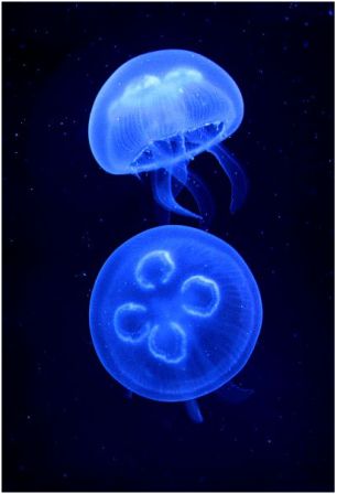 medusa luna