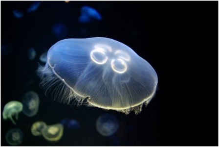 medusa comun